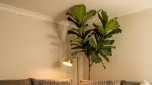 Tall Indoor Plants