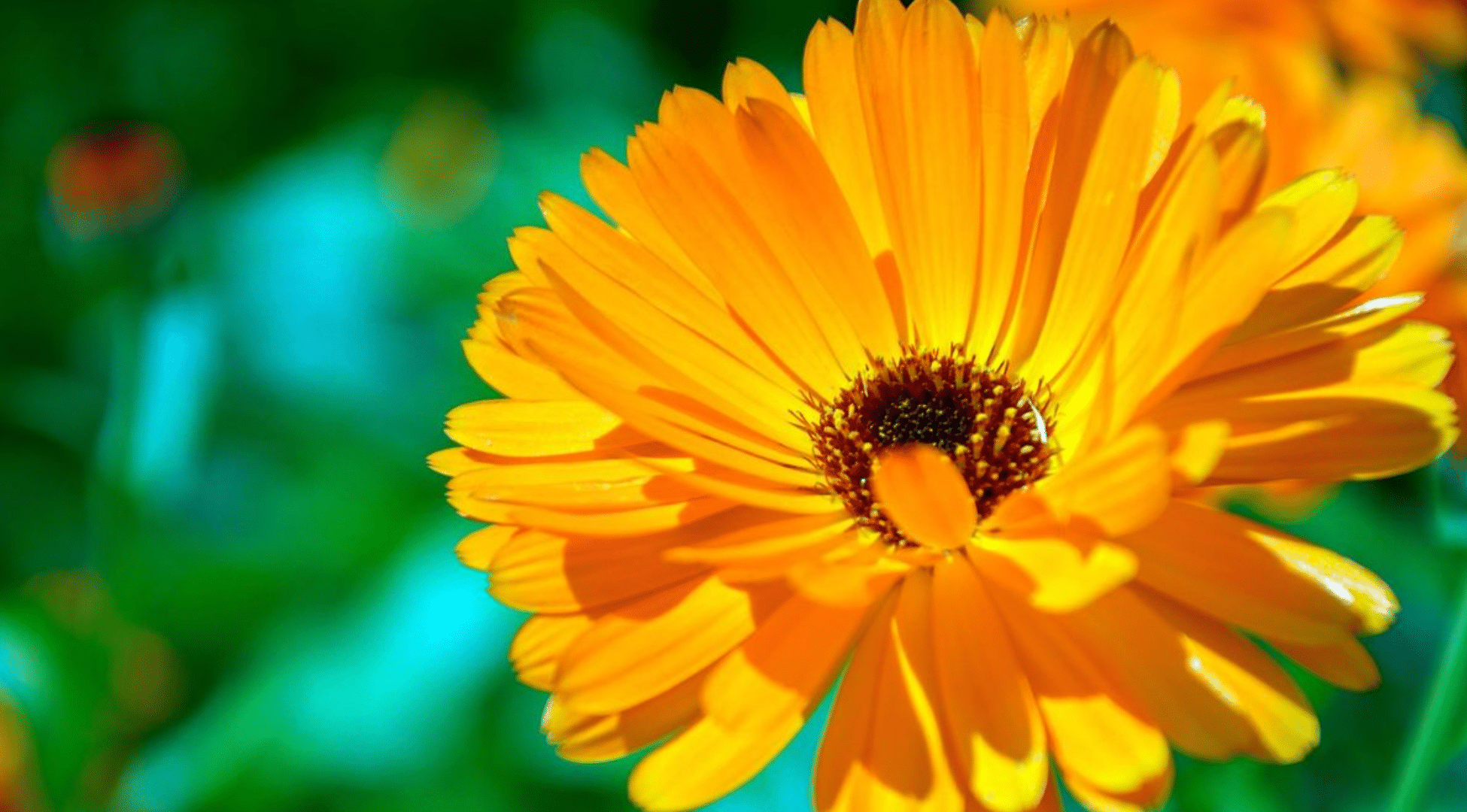 Calendulas