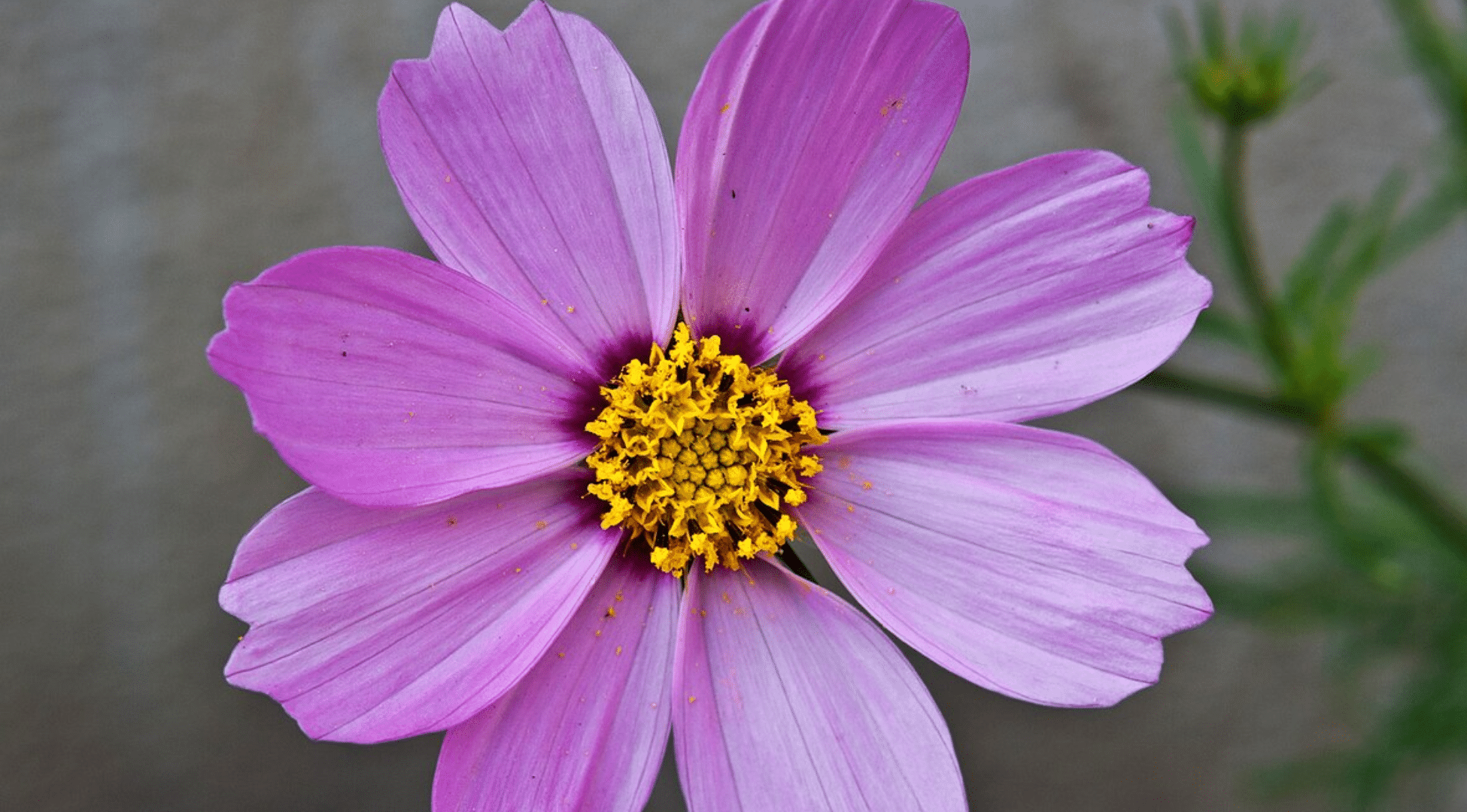 Cosmos