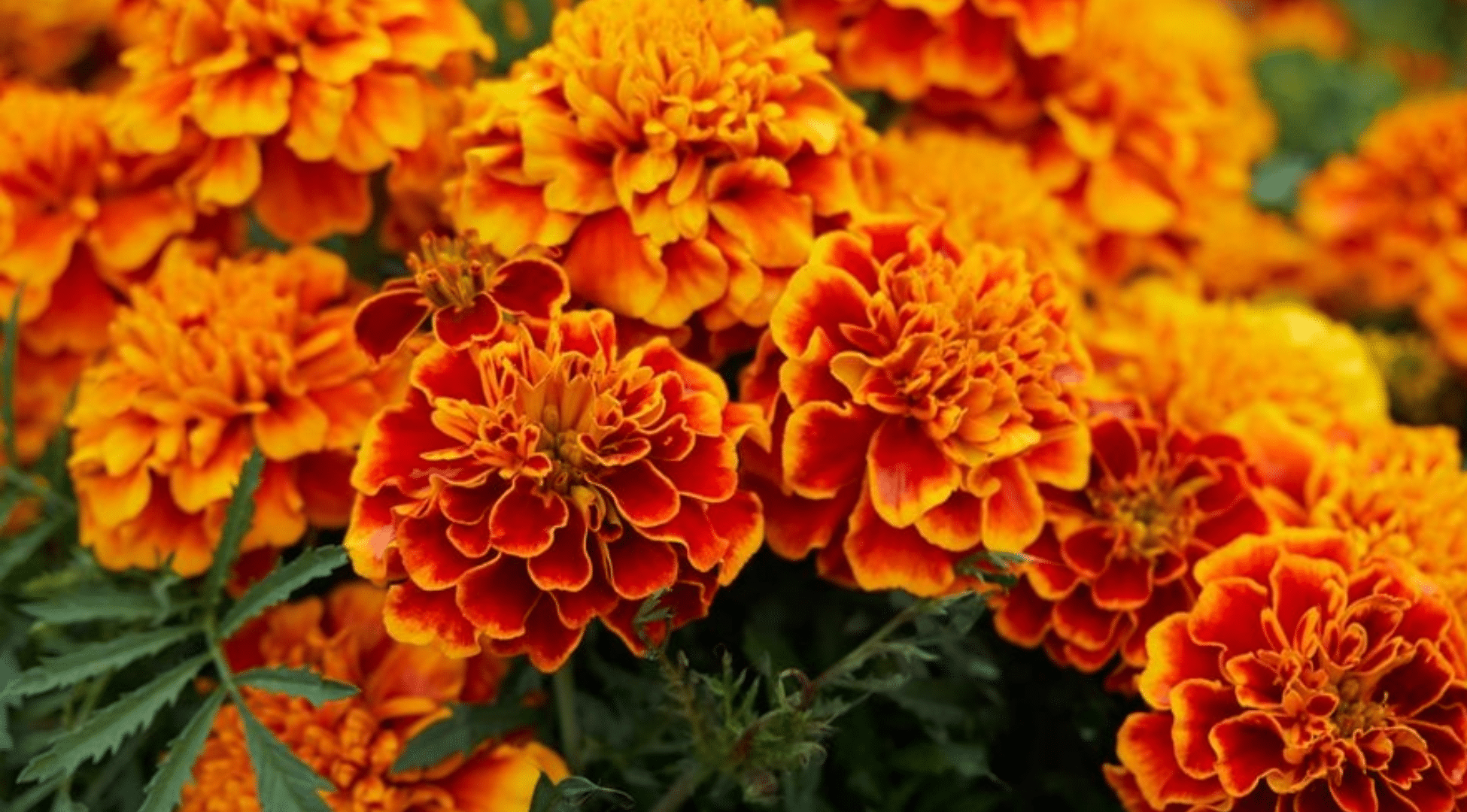 Marigolds
