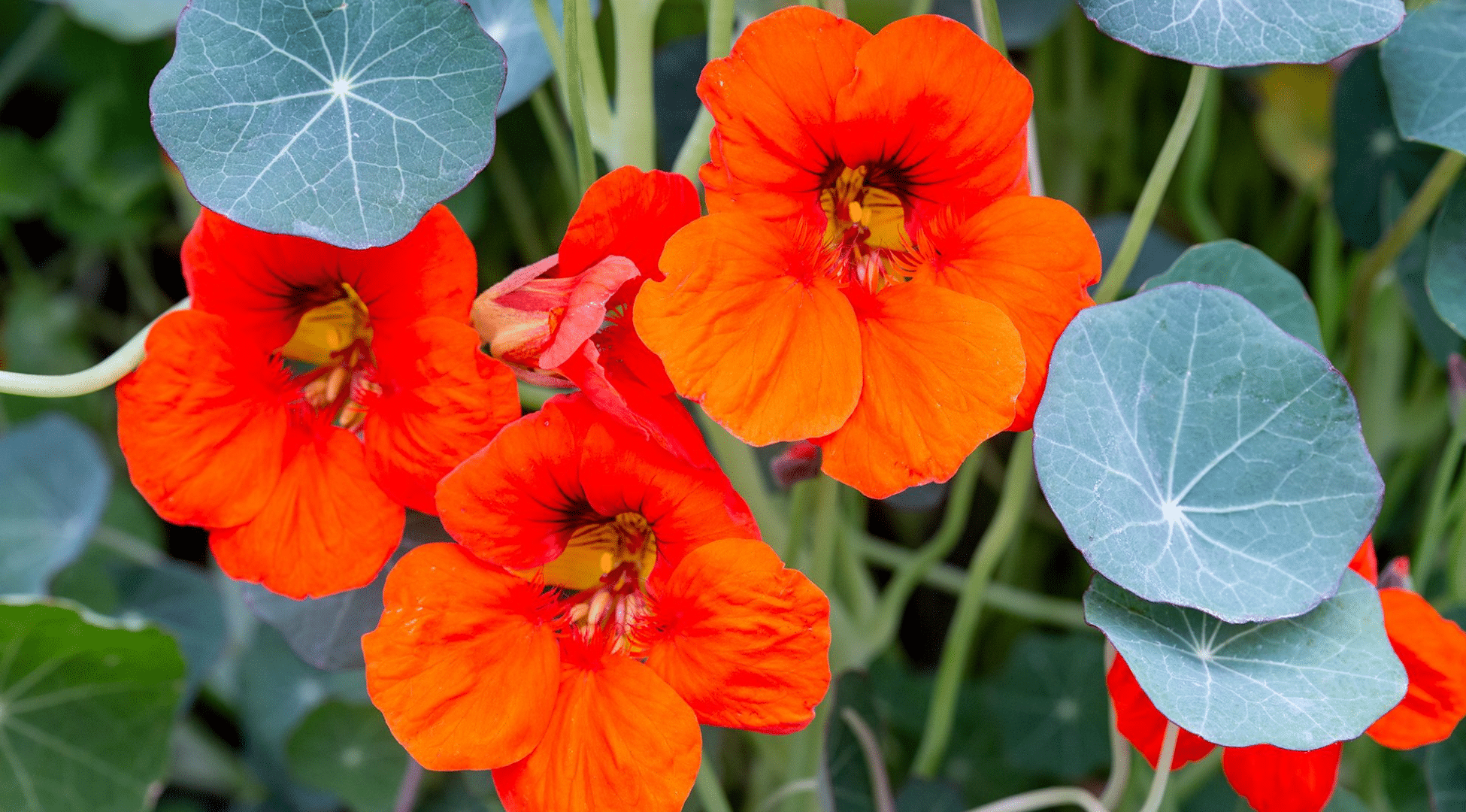 Nasturtiums