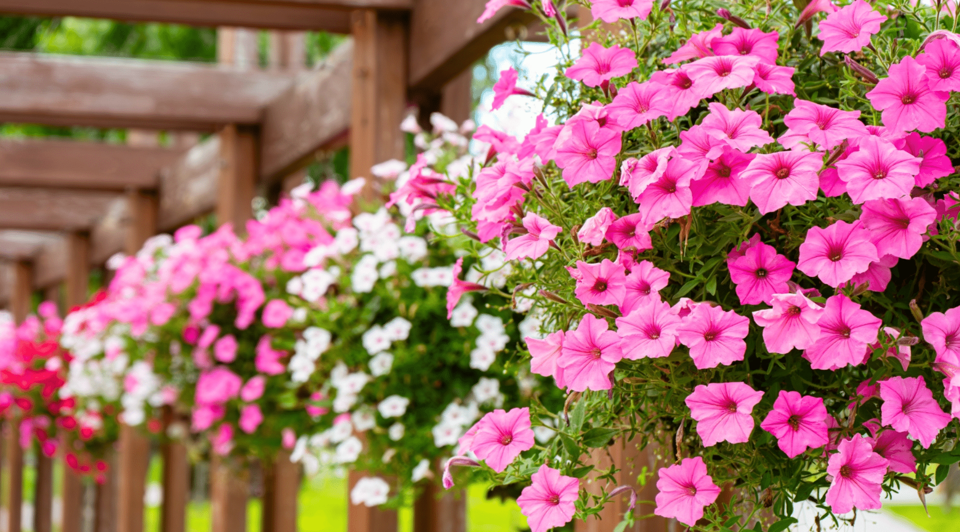 Petunias