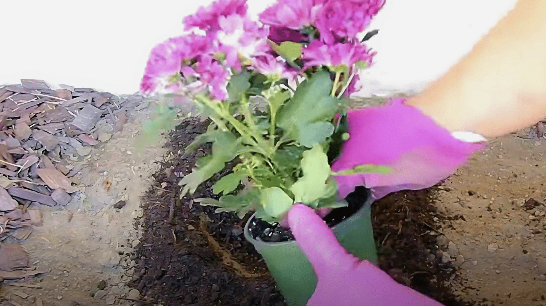 Step 3: Remove and Loosen the Plant