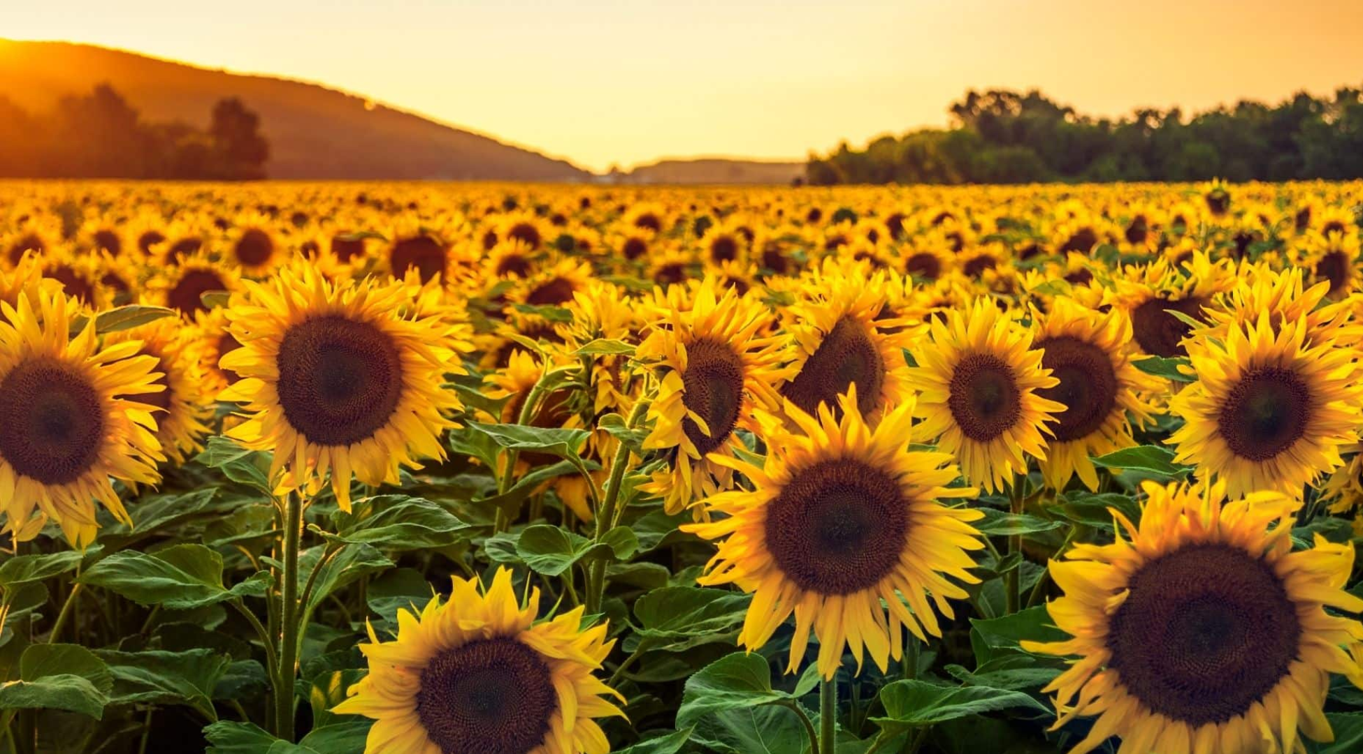 Sunflowers