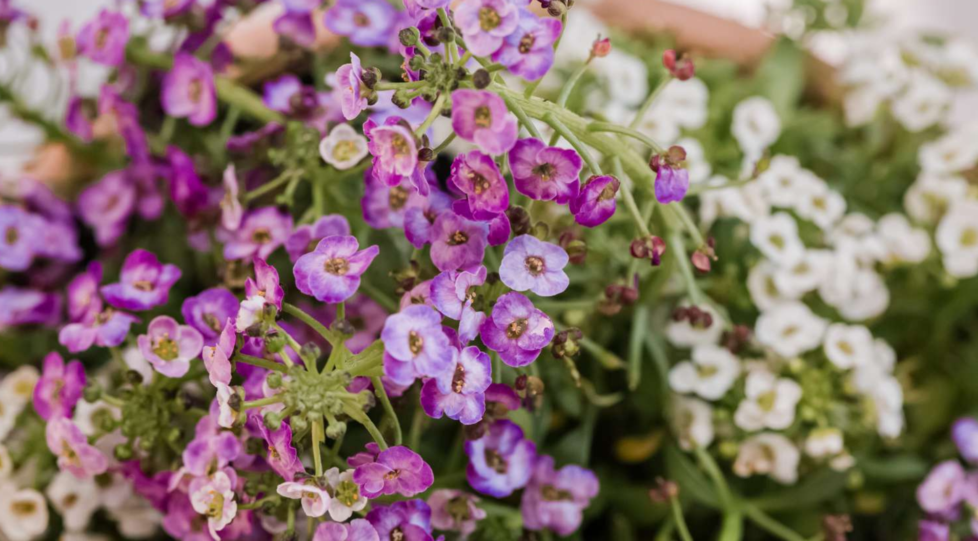 Sweet Alyssum