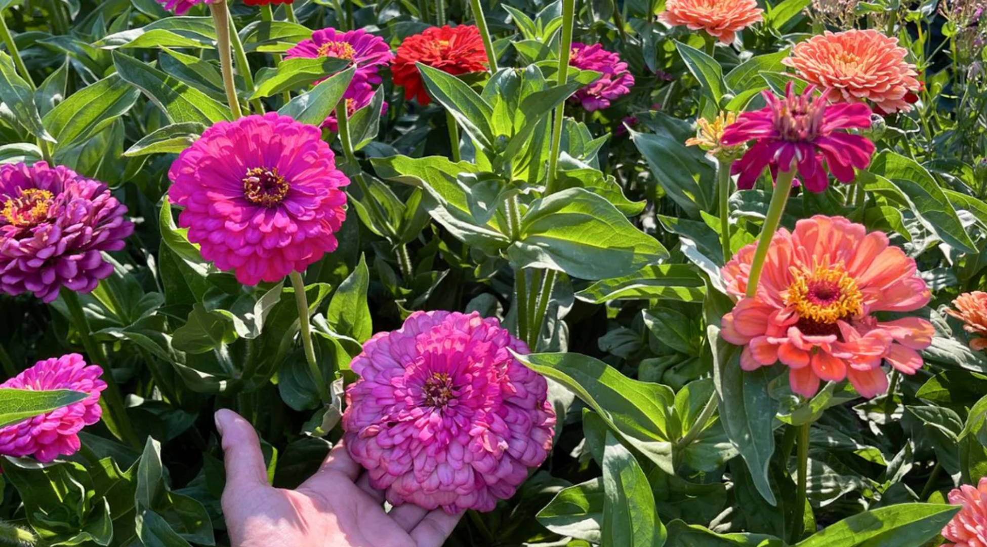 Zinnias