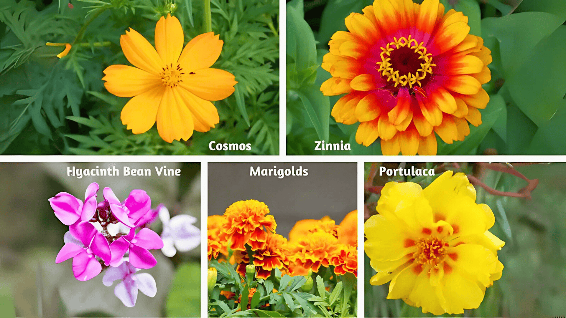 easy-flowers-to-grow-at-home