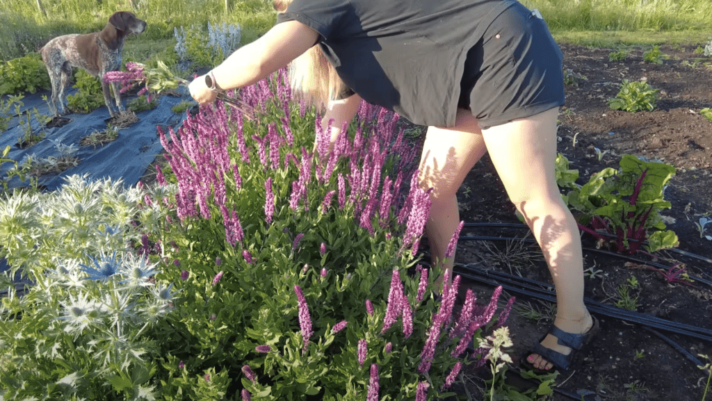step-1-pick-flowers-early-morning-or-evening