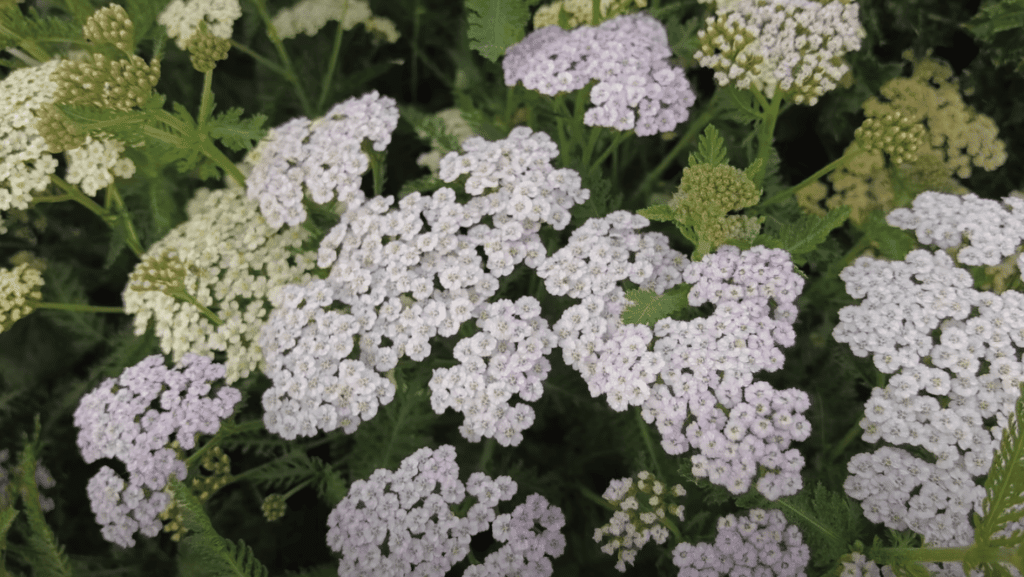 step-2-cut-at-the-right-stage-of-bloom