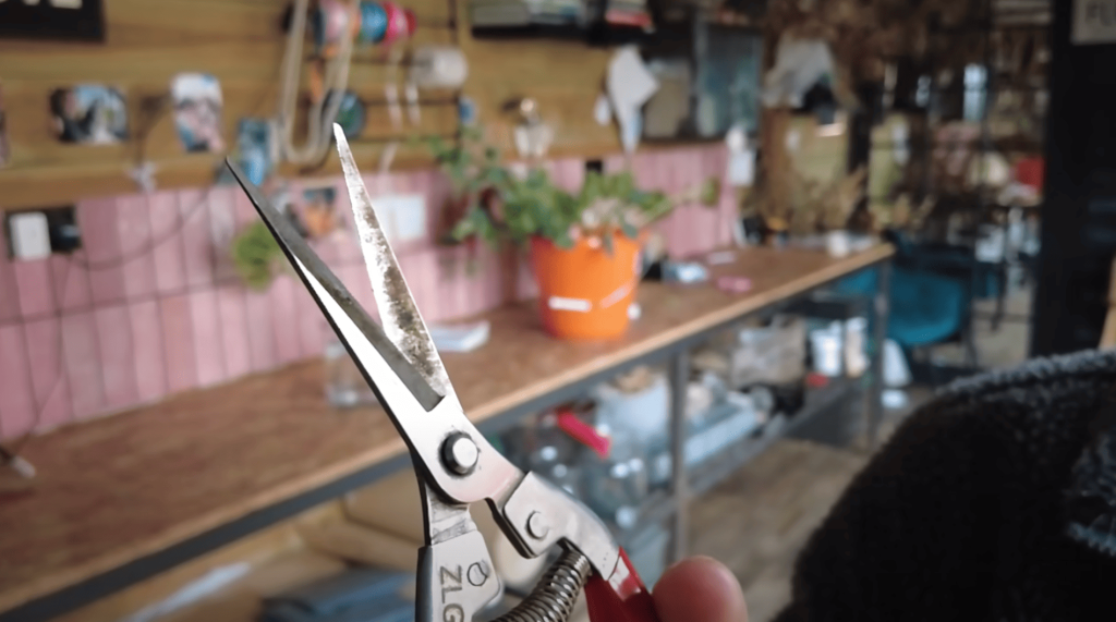 step-3-use-sharp-clean-secateurs