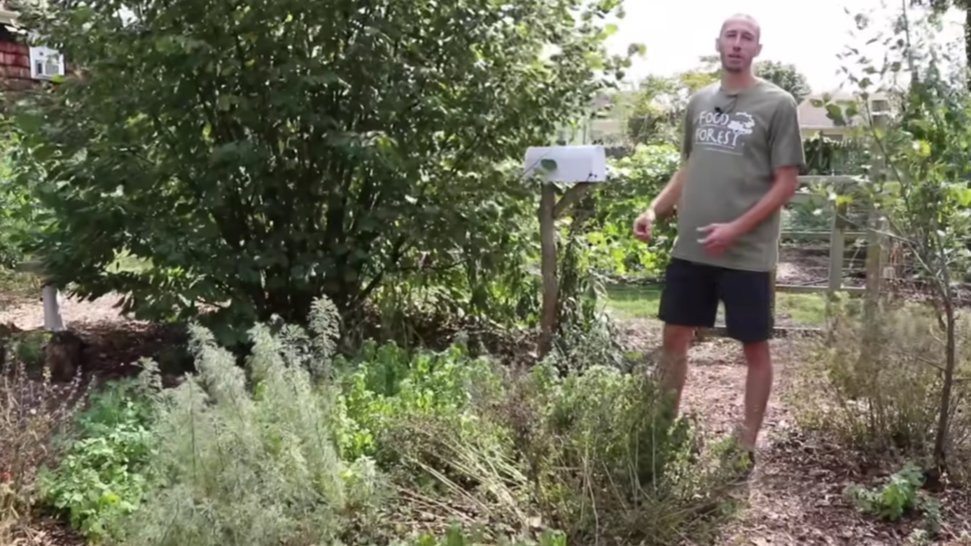 choosing the best sunny garden spot for a raised bed