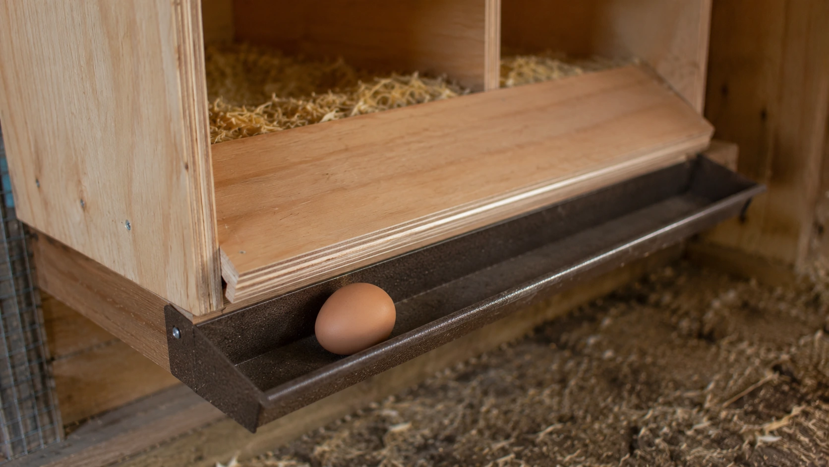 egg resting safely in a collection tray behind a roll away nesting box system