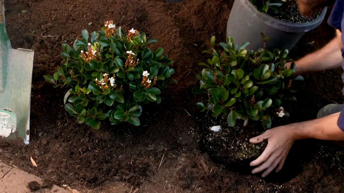 hands planting a flowering shrub in fresh soil for a backyard garden landscaping project site