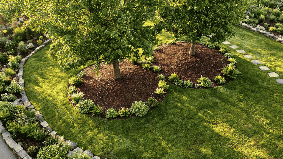 mulch ring under trees in humid garden with shade plants, lawn and overhead yard layout view