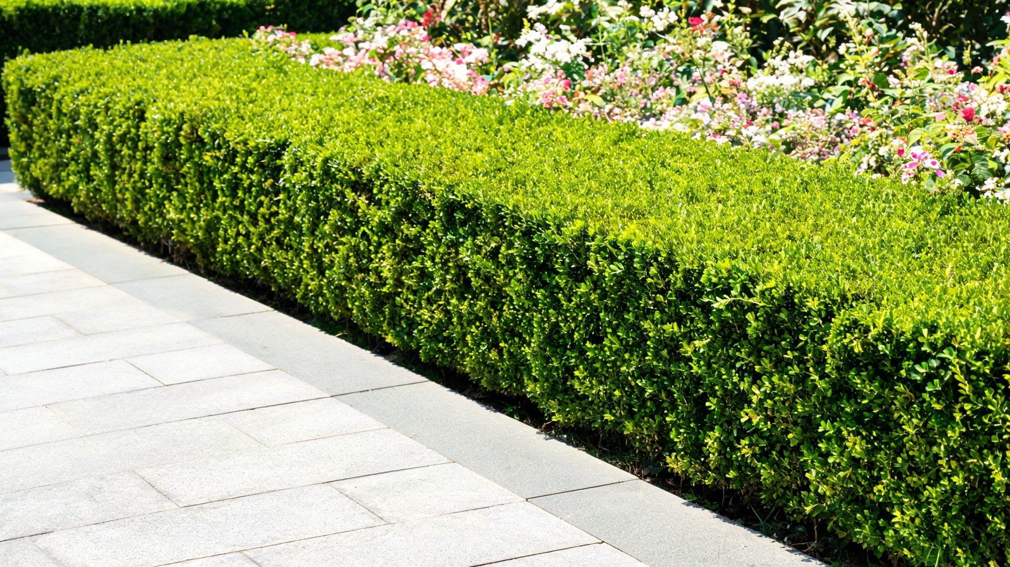 front lawn ideas with trimmed evergreen hedge beside a paved path and flowering garden bed in the back