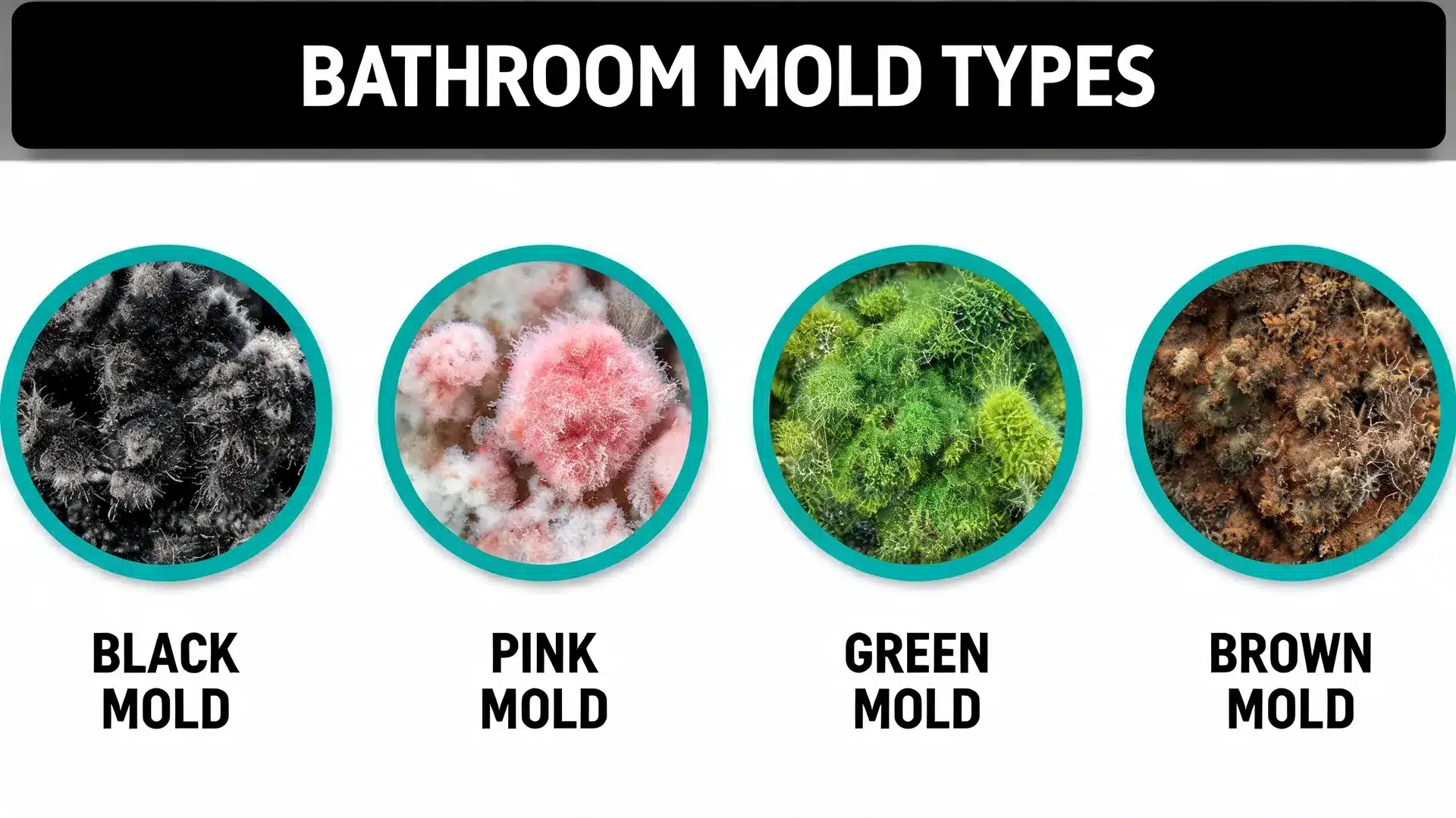 mold types comparison chart for showers