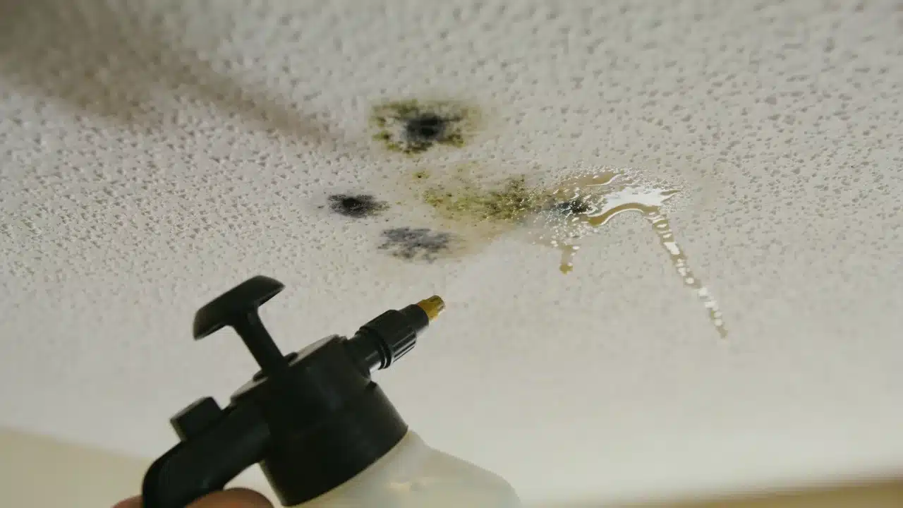 Small affected area with dark mold patches and dampened spots where the cleaner has been applied