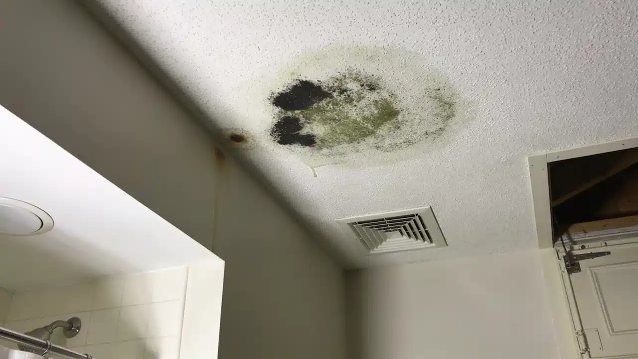 Inspecting ceiling moisture sources before removing mold growth